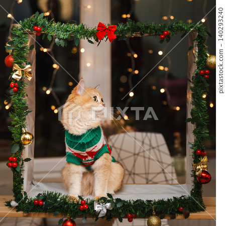Golden Cat Gazing Aside in Festive Garland Frame Golden Cat Gazing Aside in Festive Garland Frame 140293240
