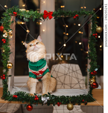 Golden Cat in Sweater Looking Up Among Holiday Lights Golden Cat in Sweater Looking Up Among Holiday Lights 140293241