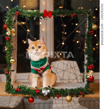 Golden Cat in Festive Frame Looking Up at Lights Golden Cat in Festive Frame Looking Up at Lights 140293242