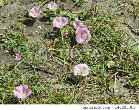 Pink beach morning glories blooming along Kemigawara Pink beach morning glories blooming along Kemigawara 140293308