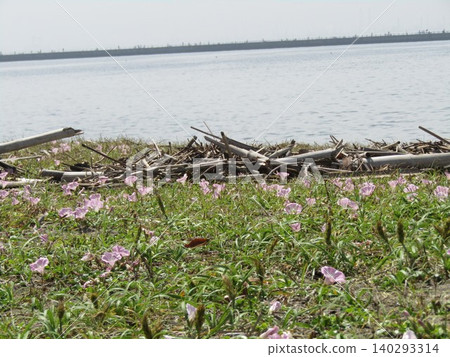 Pink flowers of beach morning glory and driftwood. 140293314