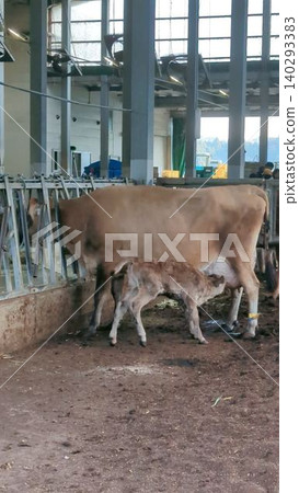 Cow parent and child Cow parent and child 140293383
