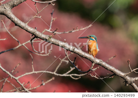 一隻翠鳥棲息在秋葉叢中的樹枝上。 一隻翠鳥棲息在秋葉叢中的樹枝上。 140293499