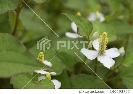 陰天下,成簇生長的白色魚腥草花葉(背景素材) 陰天下,成簇生長的白色魚腥草花葉(背景素材) 140293733