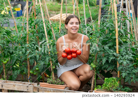 young girl in summer dress tomatoes harvest young girl in summer dress tomatoes harvest 140293924