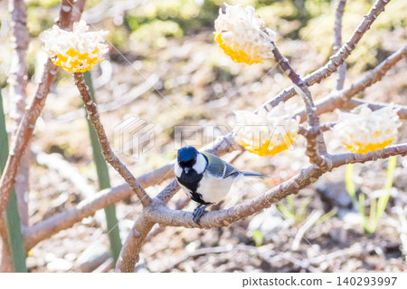 [Great Tit] A great tit resting on a tree branch. 140293997