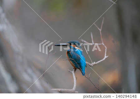 Kingfisher perching on a branch 140294148