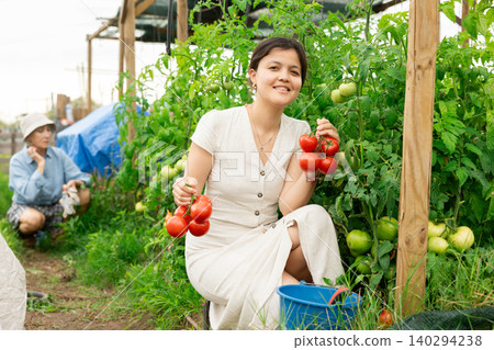 Asian woman tomatoes harvest 140294238