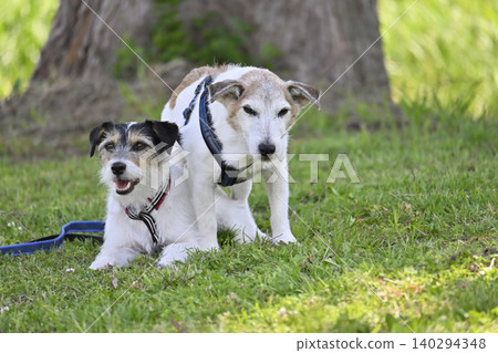 Two beloved Jack Russell Terriers relaxing in the shade of a tree. Two beloved Jack Russell Terriers relaxing in the shade of a tree. 140294348