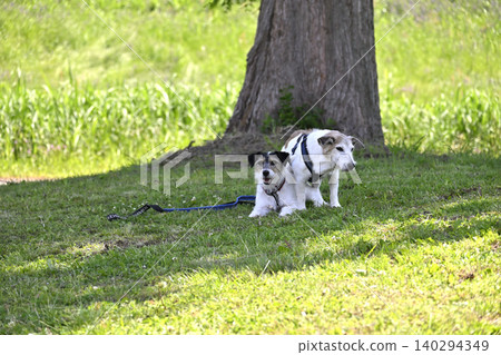 Two beloved Jack Russell Terriers relaxing in the shade of a tree. Two beloved Jack Russell Terriers relaxing in the shade of a tree. 140294349