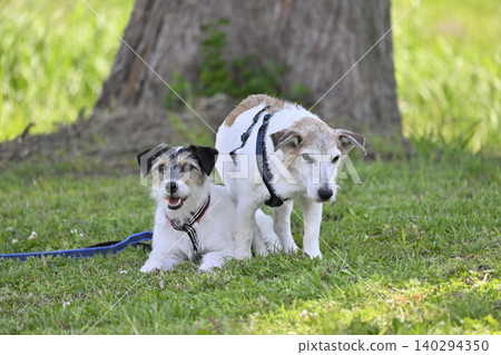 Two beloved Jack Russell Terriers relaxing in the shade of a tree. Two beloved Jack Russell Terriers relaxing in the shade of a tree. 140294350