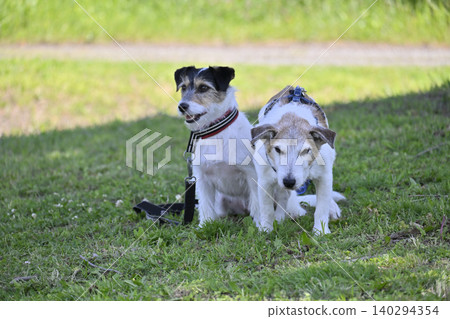 兩隻可愛的傑克羅素梗犬在樹蔭下休息。 兩隻可愛的傑克羅素梗犬在樹蔭下休息。 140294354