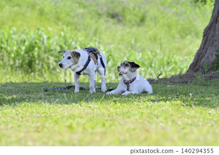 兩隻可愛的傑克羅素梗犬在樹蔭下休息。 兩隻可愛的傑克羅素梗犬在樹蔭下休息。 140294355