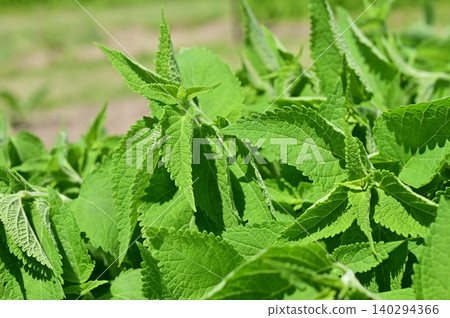 Isodon japonicus (Lamiaceae family), genus Isodon japonicus, new leaves 140294366