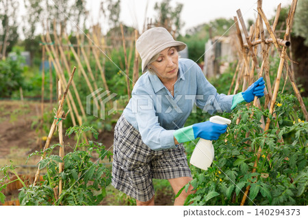 Elderly woman gardener sprays insecticide leaves of tomatoes and other plants in garden 140294373