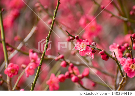 Red plum flower Red plum flower 140294419