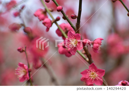 紅梅花 140294420