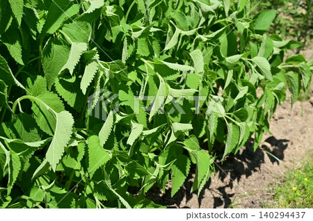 日本香茶菜(唇形科),日本香茶菜屬,新葉 日本香茶菜(唇形科),日本香茶菜屬,新葉 140294437