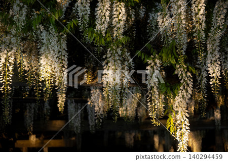 Beautifully illuminated, fully bloomed white wisteria stands out against the darkness of the night. Beautifully illuminated, fully bloomed white wisteria stands out against the darkness of the night. 140294459