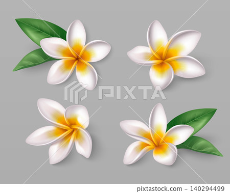 Tropical frangipani flowers, plumeria blossoms Tropical frangipani flowers, plumeria blossoms 140294499