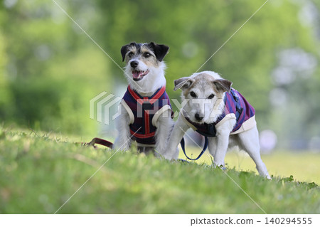 Always together, close siblings - Jack Russell Terriers 140294555