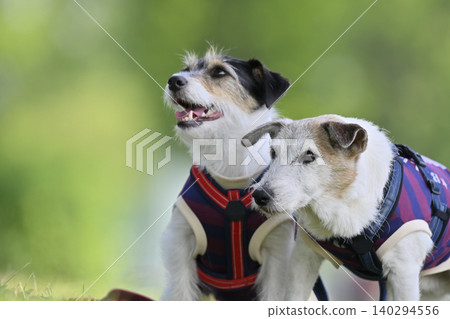 Always together, close siblings - Jack Russell Terriers Always together, close siblings - Jack Russell Terriers 140294556