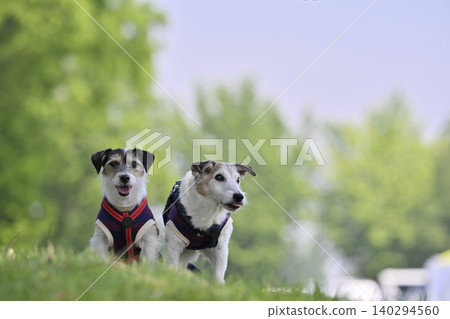 形影不離,親密無間的兄弟姊妹-傑克羅素梗犬 形影不離,親密無間的兄弟姊妹-傑克羅素梗犬 140294560