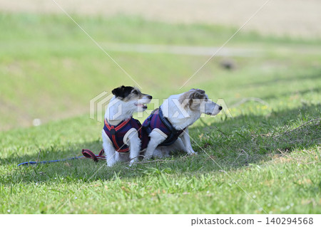 形影不離,親密無間的兄弟姊妹-傑克羅素梗犬 形影不離,親密無間的兄弟姊妹-傑克羅素梗犬 140294568