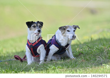Always together, close siblings - Jack Russell Terriers Always together, close siblings - Jack Russell Terriers 140294571
