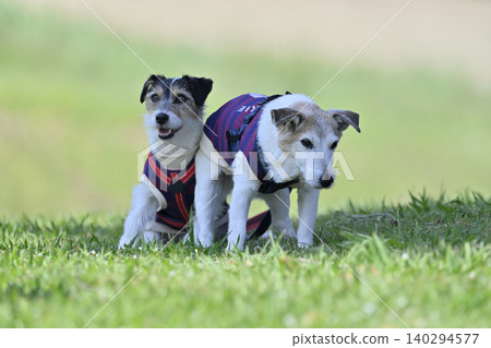 Always together, close siblings - Jack Russell Terriers 140294577