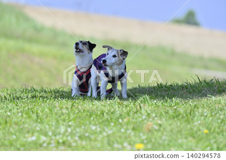 Always together, close siblings - Jack Russell Terriers Always together, close siblings - Jack Russell Terriers 140294578