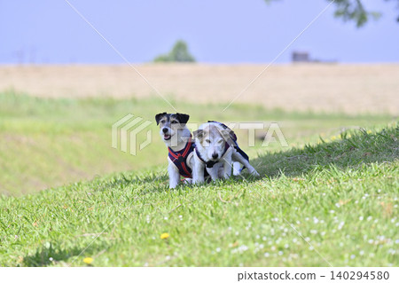 Always together, close siblings - Jack Russell Terriers Always together, close siblings - Jack Russell Terriers 140294580
