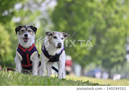 Always together, close siblings - Jack Russell Terriers Always together, close siblings - Jack Russell Terriers 140294582