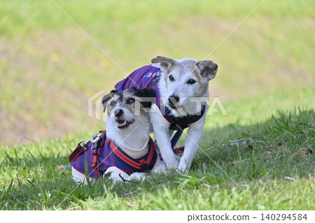 Always together, close siblings - Jack Russell Terriers Always together, close siblings - Jack Russell Terriers 140294584