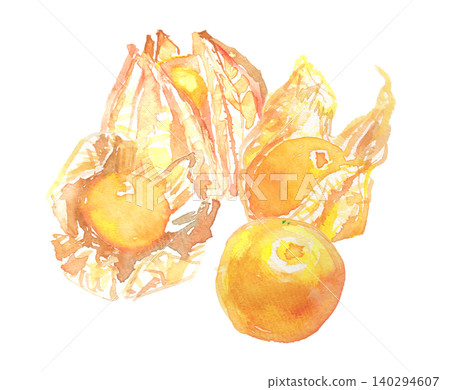 Watercolor illustration of edible ground cherry (Physalis alkekengi) Watercolor illustration of edible ground cherry (Physalis alkekengi) 140294607