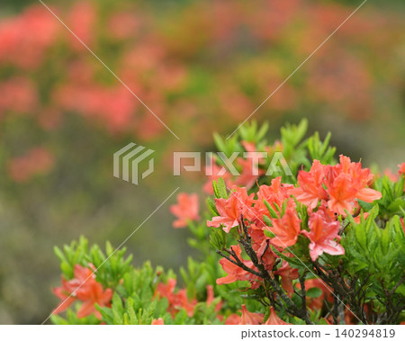 紅杜鵑花 紅杜鵑花 140294819