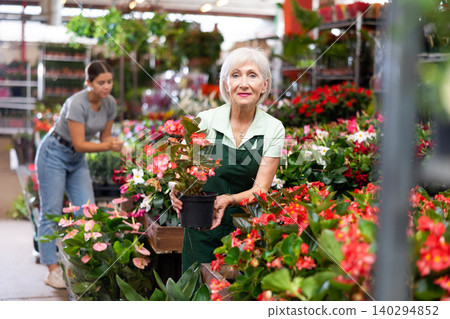 Successful elderly saleswoman checking blooming begonias in flower store Successful elderly saleswoman checking blooming begonias in flower store 140294852