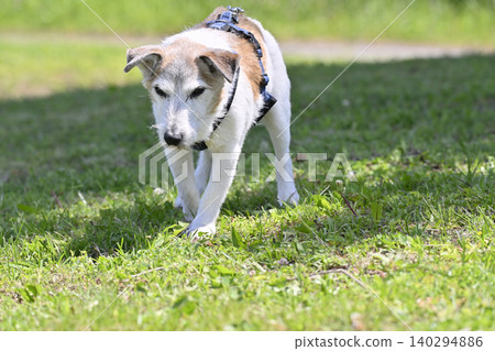 一隻活潑的老傑克羅素梗犬正在四處走動。 140294886