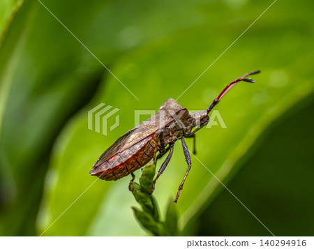 Brown Brown Squash Bug on Green Leaf Brown Brown Squash Bug on Green Leaf 140294916