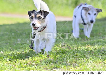 預備,開始!兩隻友善的傑克羅素梗犬兄妹活力四射地奔跑著。 預備,開始!兩隻友善的傑克羅素梗犬兄妹活力四射地奔跑著。 140295020