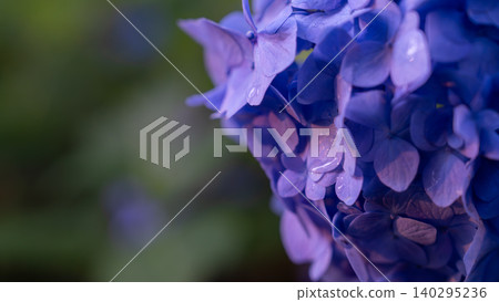 Hydrangea from Sagamihara Kita Park Hydrangea from Sagamihara Kita Park 140295236