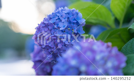 Hydrangea from Sagamihara Kita Park Hydrangea from Sagamihara Kita Park 140295252