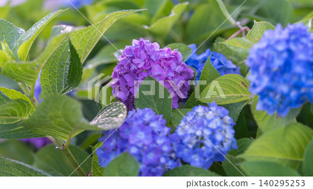 Hydrangea from Sagamihara Kita Park Hydrangea from Sagamihara Kita Park 140295253