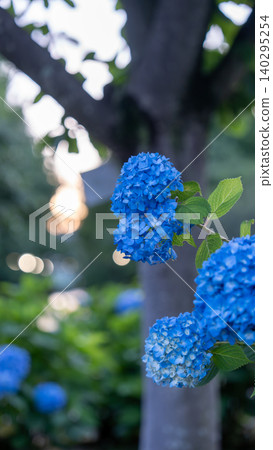 Hydrangea from Sagamihara Kita Park Hydrangea from Sagamihara Kita Park 140295254