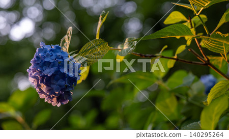 Hydrangea from Sagamihara Kita Park 140295264