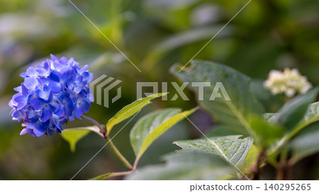 Hydrangea from Sagamihara Kita Park Hydrangea from Sagamihara Kita Park 140295265