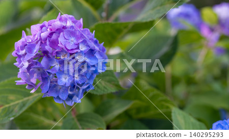 Hydrangea from Sagamihara Kita Park Hydrangea from Sagamihara Kita Park 140295293