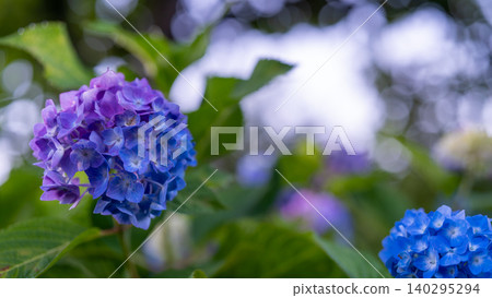 Hydrangea from Sagamihara Kita Park Hydrangea from Sagamihara Kita Park 140295294