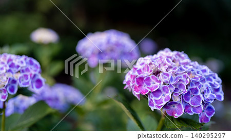Hydrangea from Sagamihara Kita Park Hydrangea from Sagamihara Kita Park 140295297