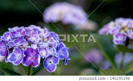 Hydrangea from Sagamihara Kita Park Hydrangea from Sagamihara Kita Park 140295298